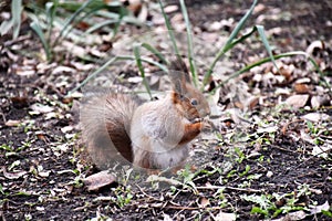Funny red squirrell standing in the forest like Master of the Universe. Comic