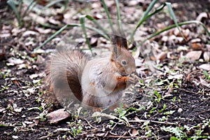 Funny red squirrell standing in the forest like Master of the Universe. Comic