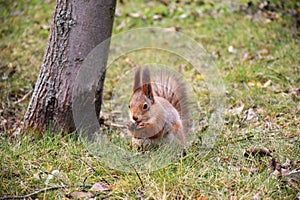 Funny red squirrell standing in the forest like Master of the Universe. Comic