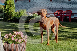 Funny red vizsla dog with big ears and sticking out tongue photo