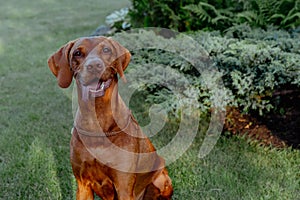 Funny red vizsla dog with big ears and sticking out tongue photo