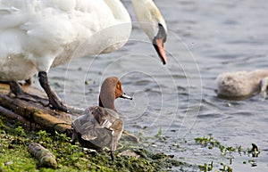 Funny redhead duck in the company of the swans