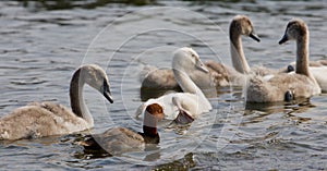 The funny redhead duck and four young swans