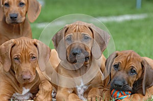 Funny Rhodesian ridgeback buddies