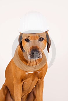 Funny Rhodesian Ridgeback dog with helmet