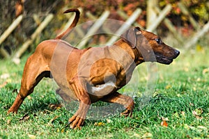 Funny Rhodesian Ridgebacks dog playing