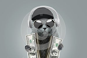 Funny rich boss cat with solar protection glasses, a hat and headphones is holding cash money dollars. Business and investment