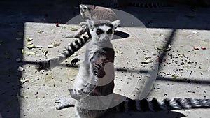 Funny ring-tailed lemur