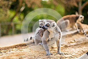 Funny Ring-tailed lemur family.