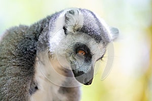 A funny ring-tailed lemur in its natural environment
