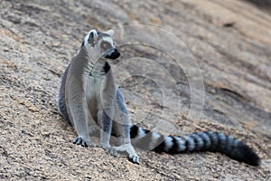 The funny ring-tailed lemurs in their natural environment