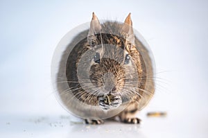 Funny rodent degu