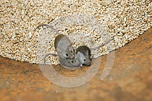 Funny rodents little gray mice sit in a barrel with a stock of wheat grains, spoil the harvest and look up scared photo