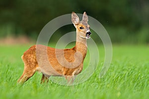 Funny roe deer fawn grazing in nature and looking into camera in nature