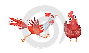 Funny rooster and hen, farm birds poultry breeding cartoon vector illustration