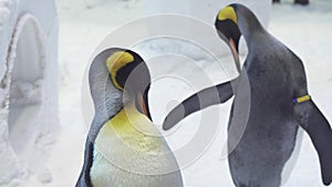 Funny royal penguins communicate in snow stock footage video