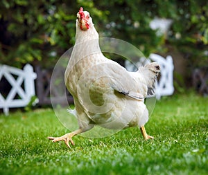 Funny runnigh chicken in bio farm