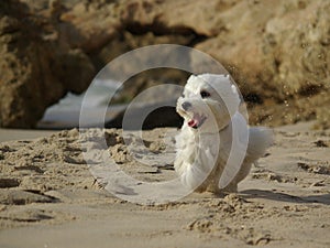 Funny Running Dog at beach