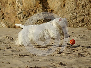 Ridicolo correre il cane sul Spiaggia 