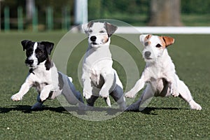 Funny running parsons parson russell terrier with sable and black markings on a face photo