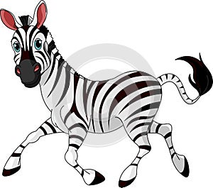 Funny running Zebra photo