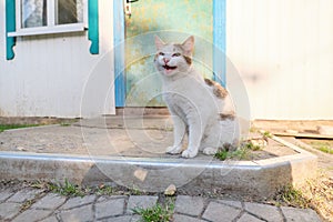 Funny rural cat sitting near the door and meowing