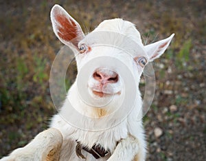 Funny rural little goat kid
