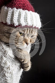 Funny sad cat in a Christmas hat of Santa Claus