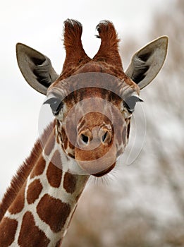 Funny or sad giraffe face? photo