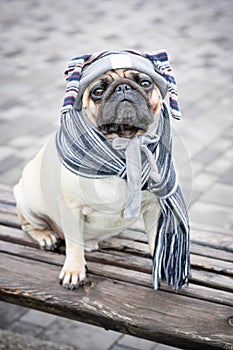 A funny and sad pug dog in a cap with strings and a striped scarf