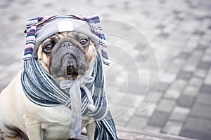 A funny and sad pug dog in a cap with strings and a striped scarf
