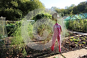 Funny scarecrow in an allotment