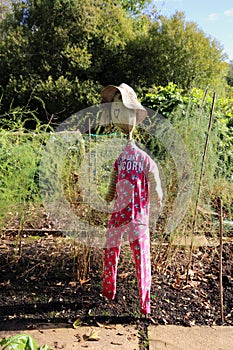 Funny scarecrow in an allotment