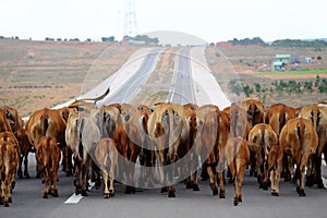 Funny scene herd of cows walk forward in horizontal row, behind view only croup or rump