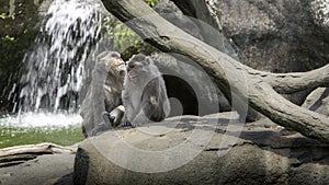 A funny scene of laughing monkeys. Two adults Formosan rock macaques