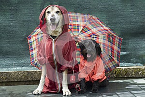 Funny Schnauzer and big yellow dog in raincoats under un umbrella in the rain