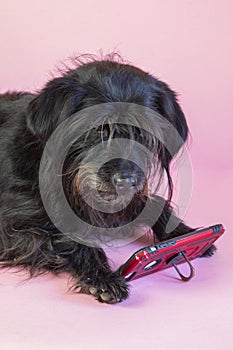 funny schnauzer dog with glasses reading something in his smartphone on a pink background