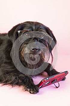 funny schnauzer dog with glasses reading something in his smartphone on a pink background