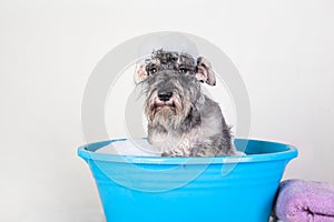 Funny Schnauzer puppy Dog taking bath with shampoo and bubbles in blue bathtub . Banner for pet shop, grooming salon