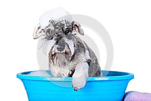 Funny Schnauzer puppy Dog taking bath with shampoo and bubbles in blue bathtub . Banner for pet shop, grooming salon.