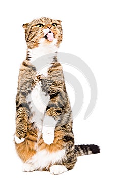 Funny Scottish Fold cat showing tongue