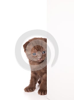 A funny scottish fold kitten