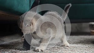 Funny scottish fold kitten playing on the rug near the sofa in the living room.