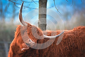 Funny Scottish Highland Cattle with brown long and scraggy fur and big horns sticking its tongue out photo