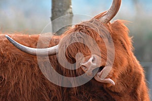 Funny Scottish Highland Cattle cow with brown long and scraggy fur and big horns sticking tongue out photo