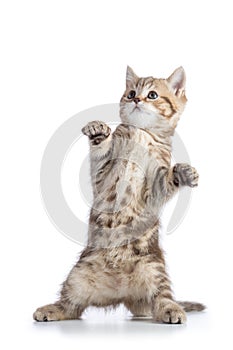 Funny scottish straight cat kitten standing isolated over white background