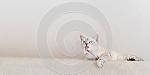 Funny scottish striped beige cat licking his paw