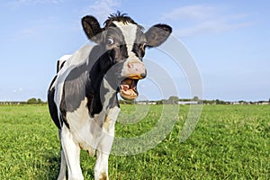 Funny screaming cow, showing gums, teeth and tongue