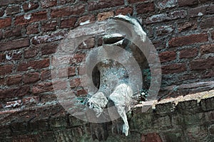 Funny sculpture on the quay wall of the city river Binnendieze in the center of Den Bosch photo