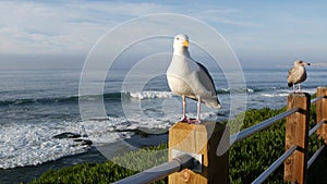 Funny sea gull birds on railings. Seagulls and green pigface sour fig succulent, pacific ocean splashing waves. Ice